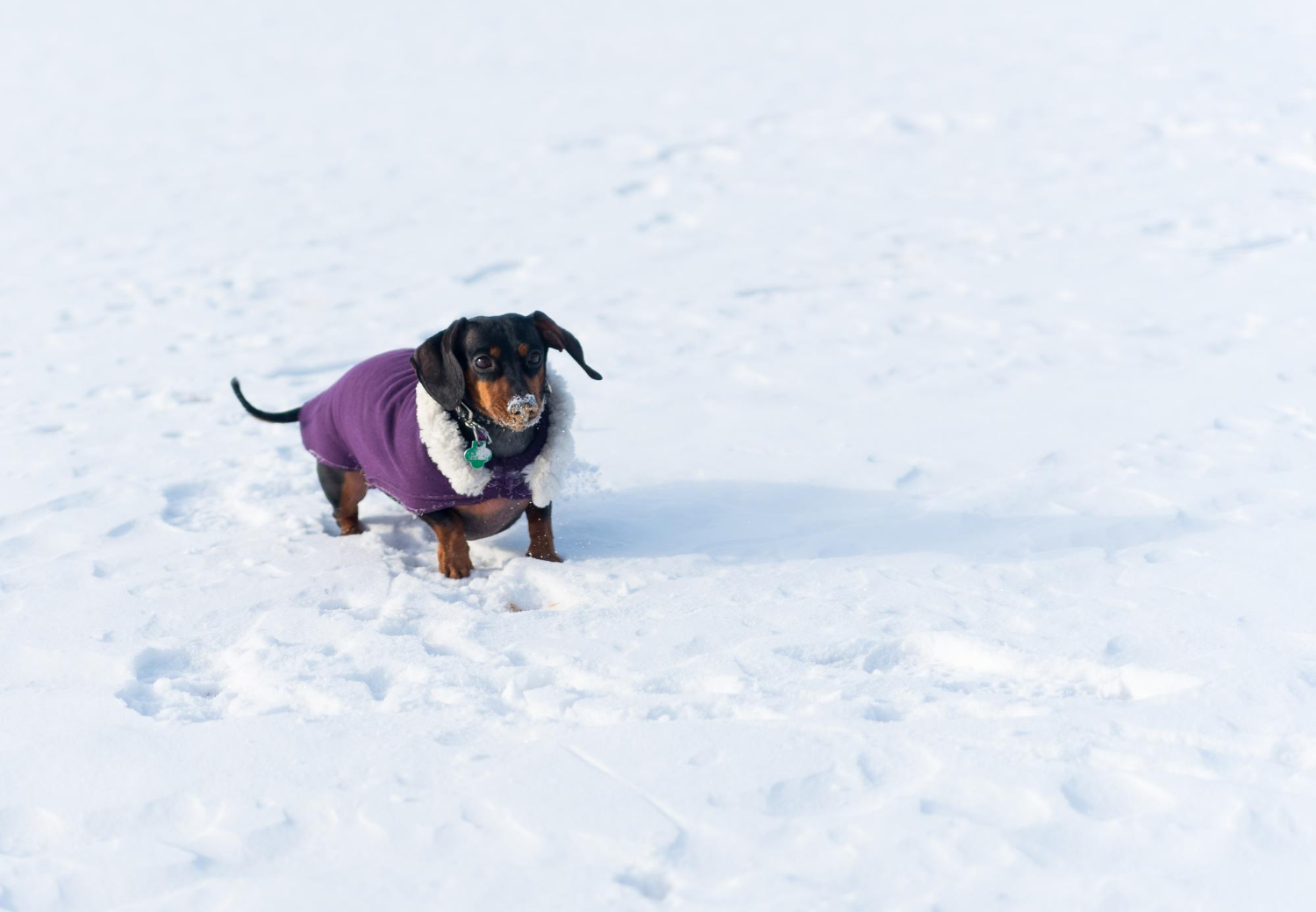 Do Dogs really need to wear coats in winter?