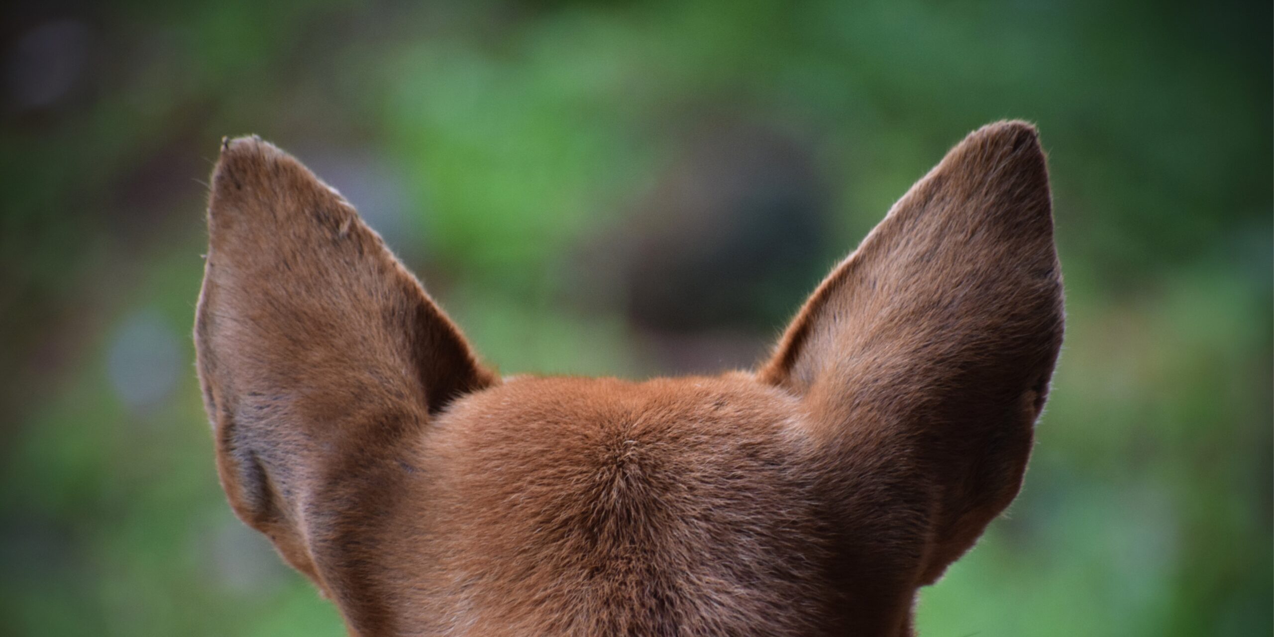 Dog ears