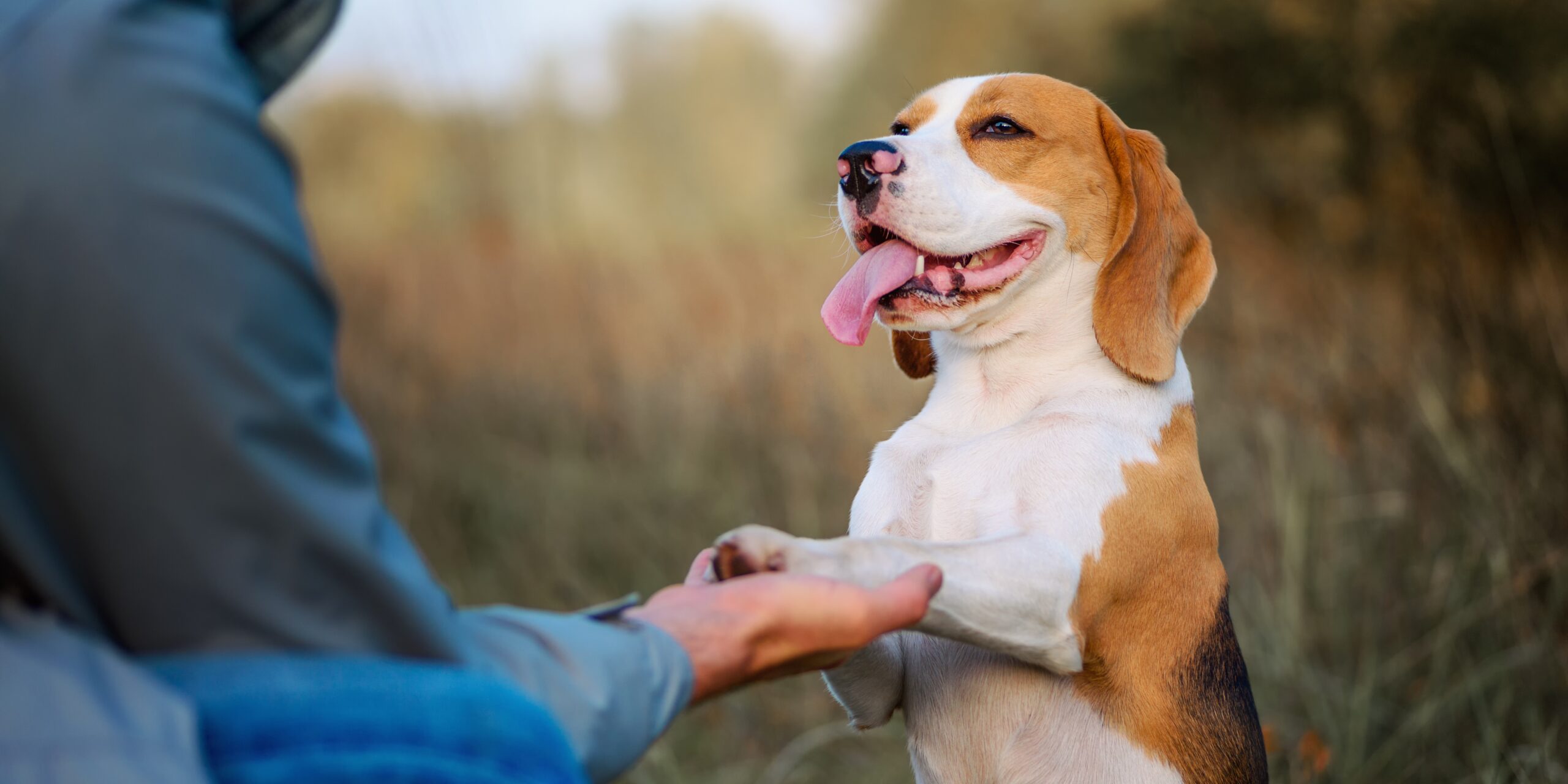 beagle with owner