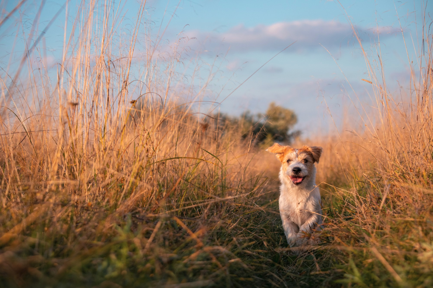 Dog in natural field