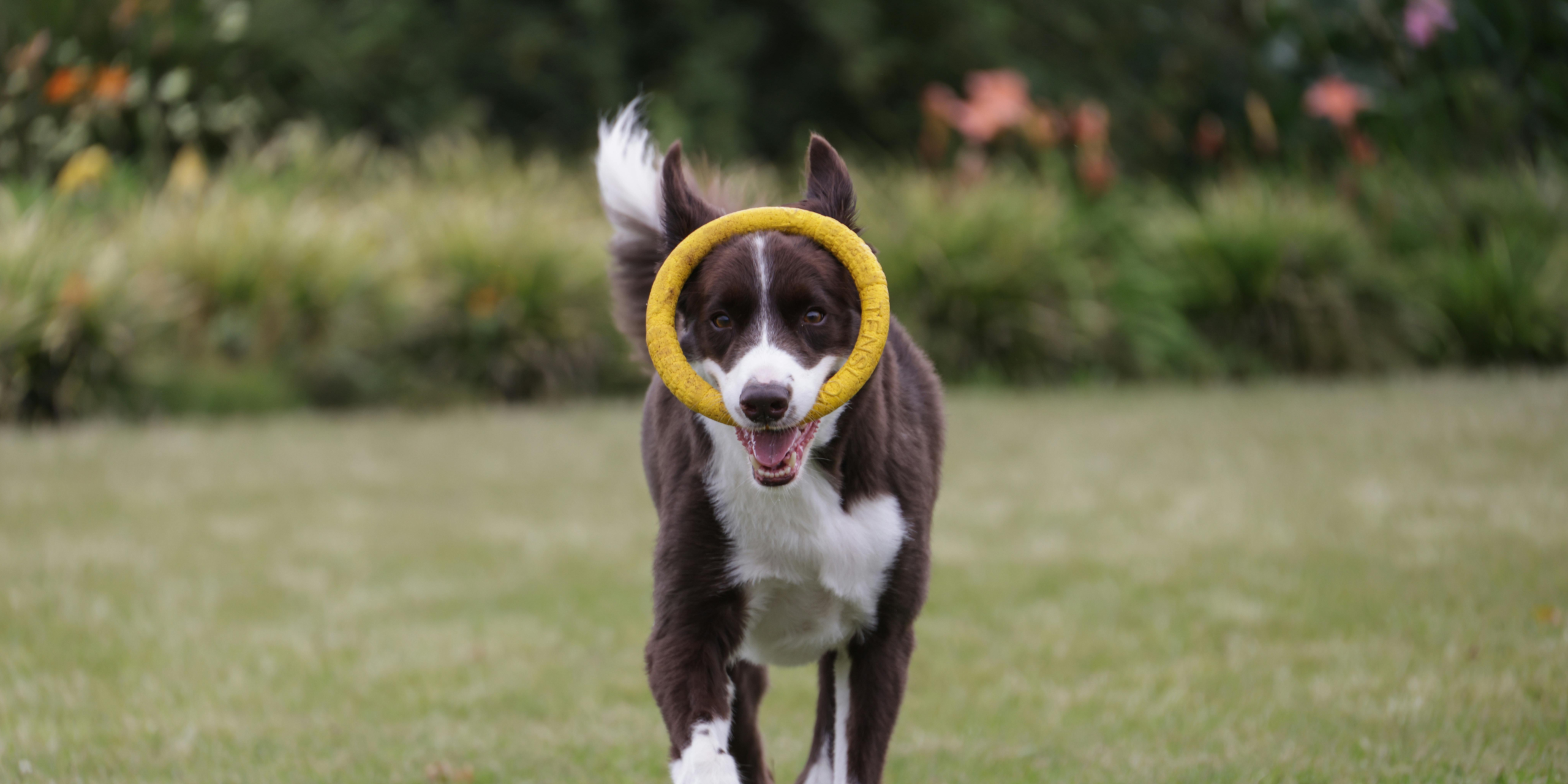 Which Dog Training Products Are Actually Worth Buying?