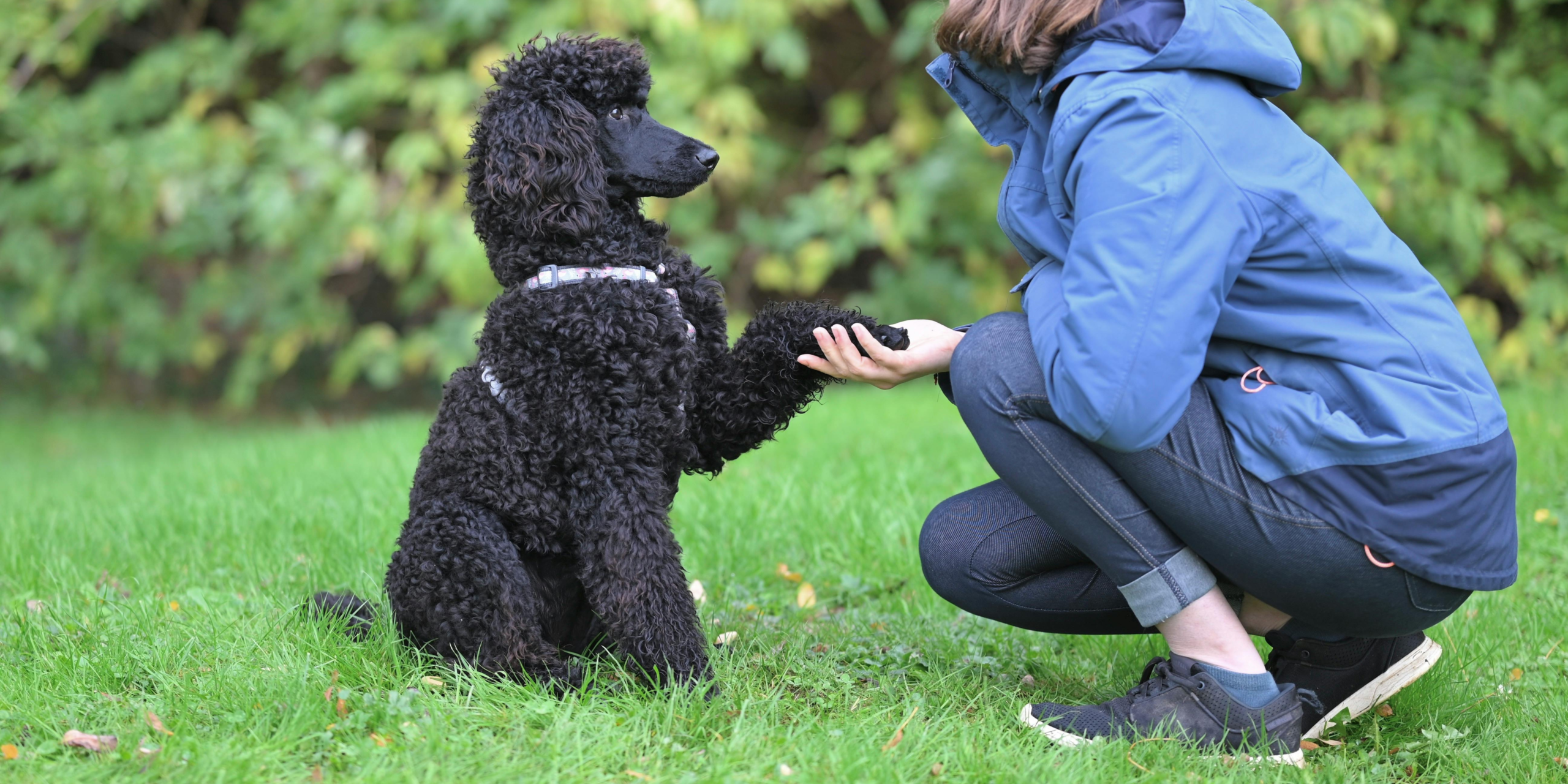 What do I actually need to start training my dog?