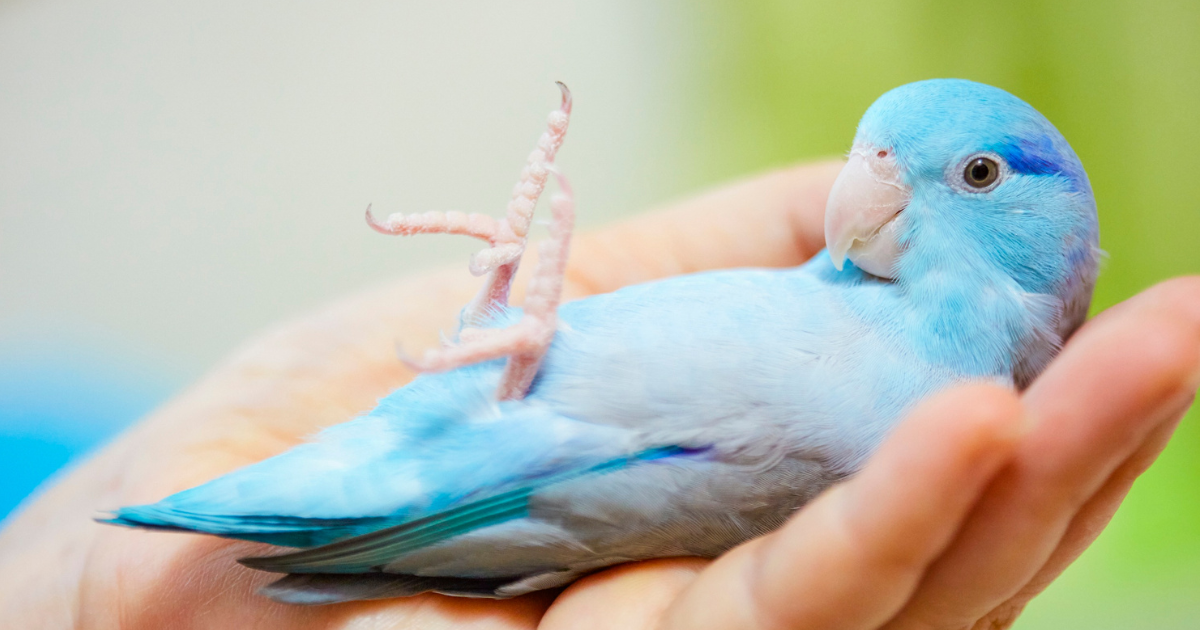 Bird Illness how-to-tell-if-your-bird-is-ill