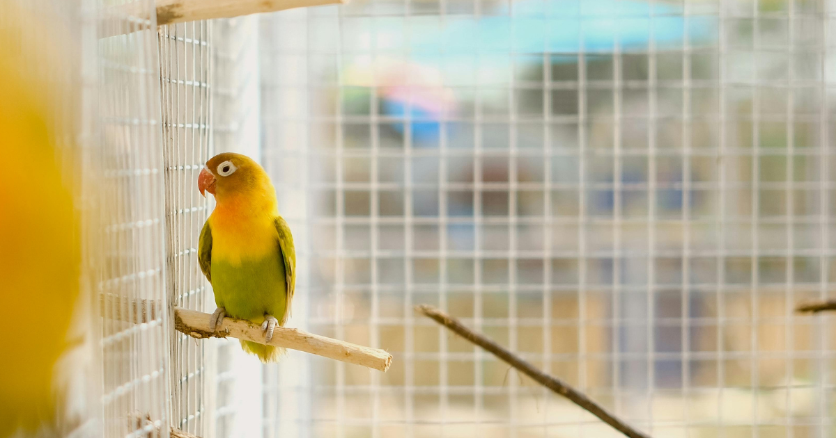 Bird cage size Bird cage size