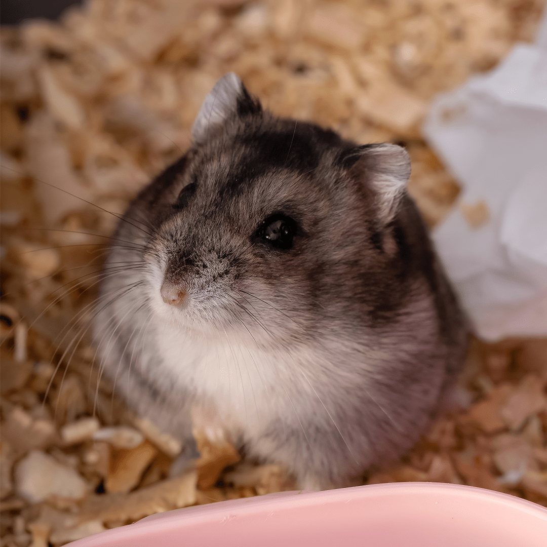 Campbell Dwarf Hamster
