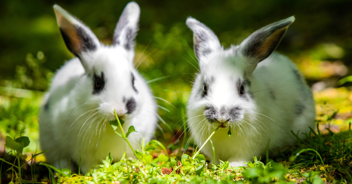 Can rabbits get too hot in summer