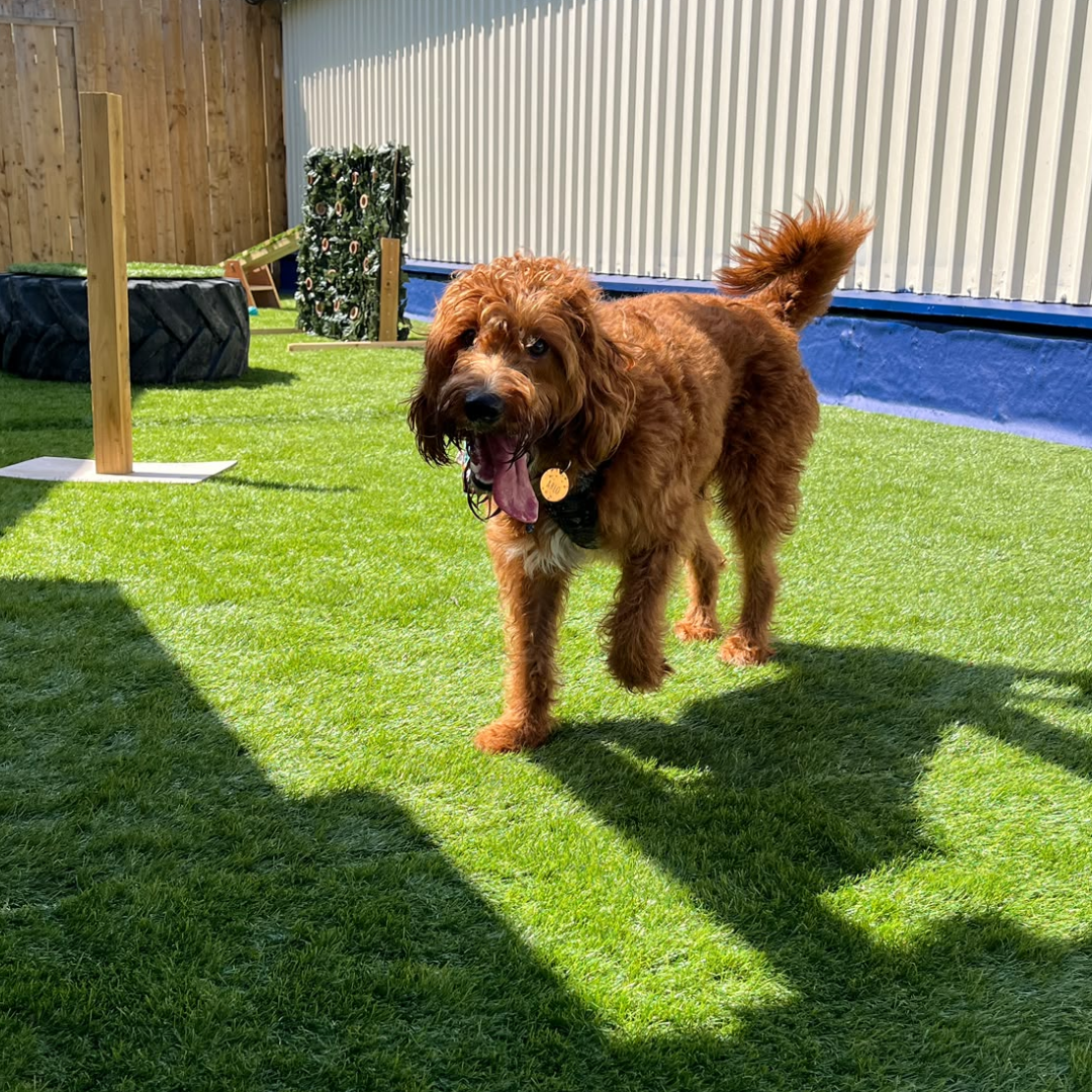 Canine Terrace Dog Day Care