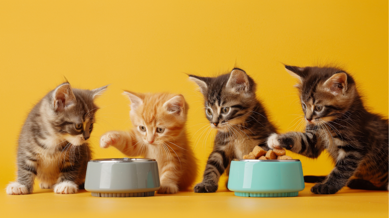 Feeding Your Feline Right: Nutrition Tips for a Healthy Cat