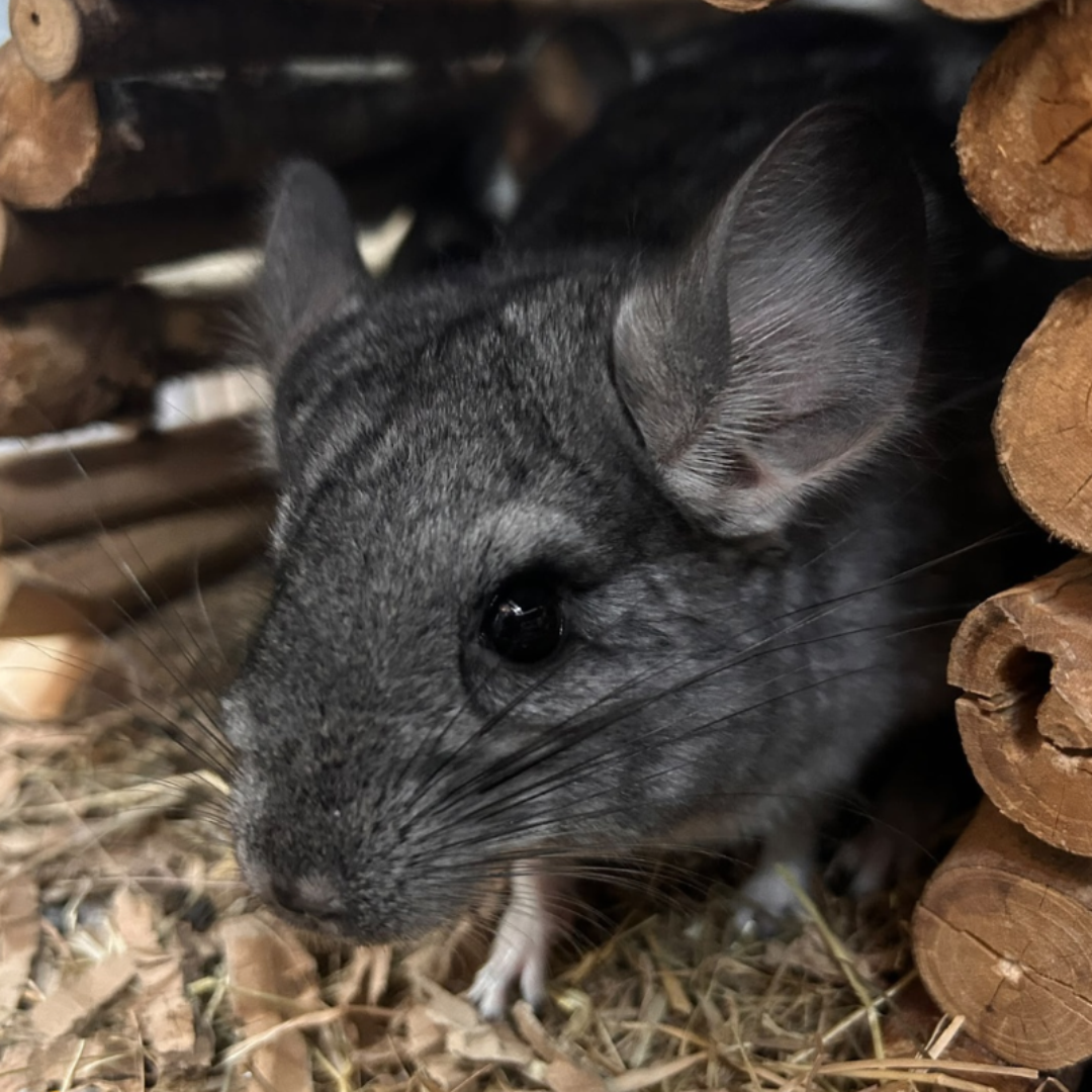 Chinchilla Chinchilla