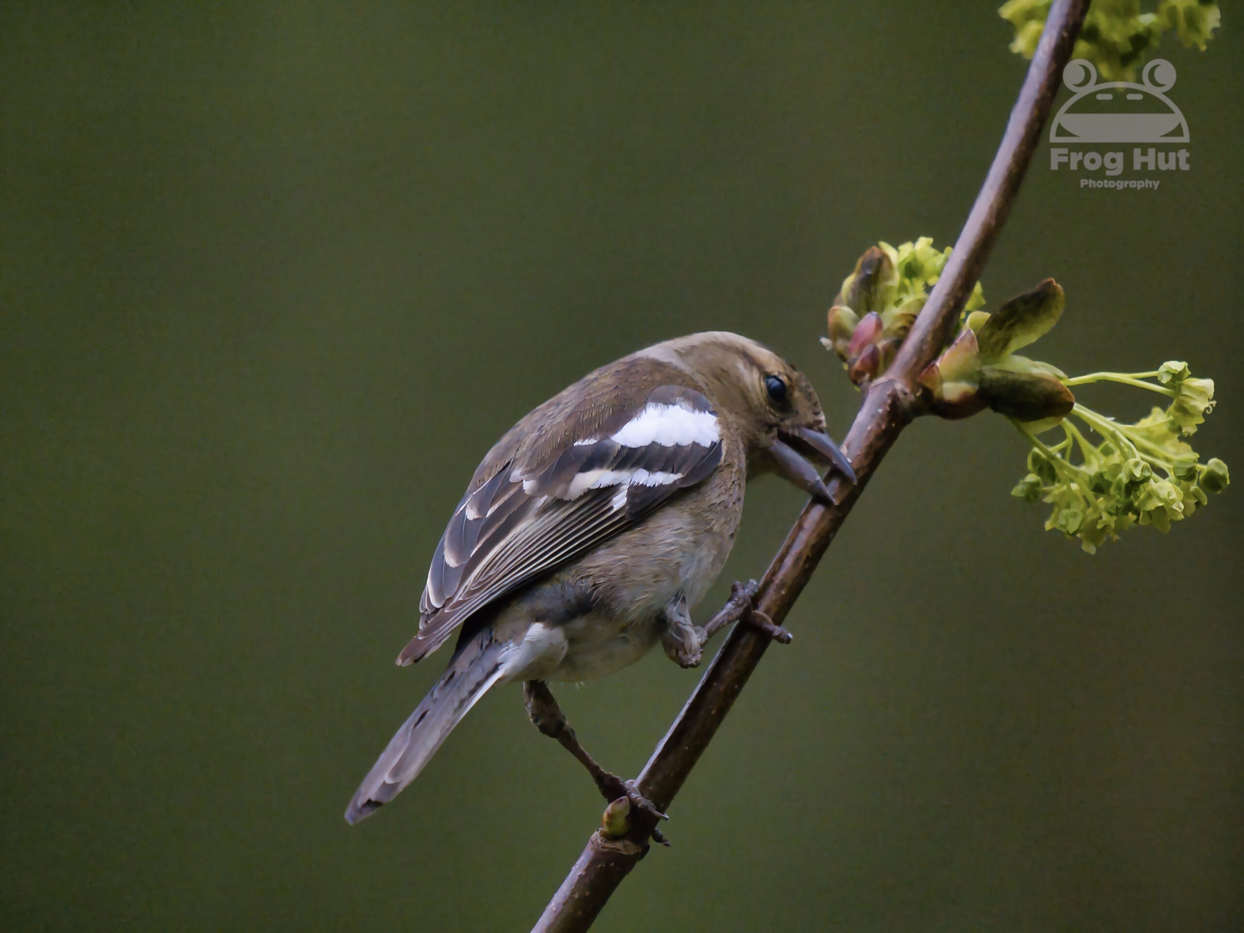 chaffinch on branch
