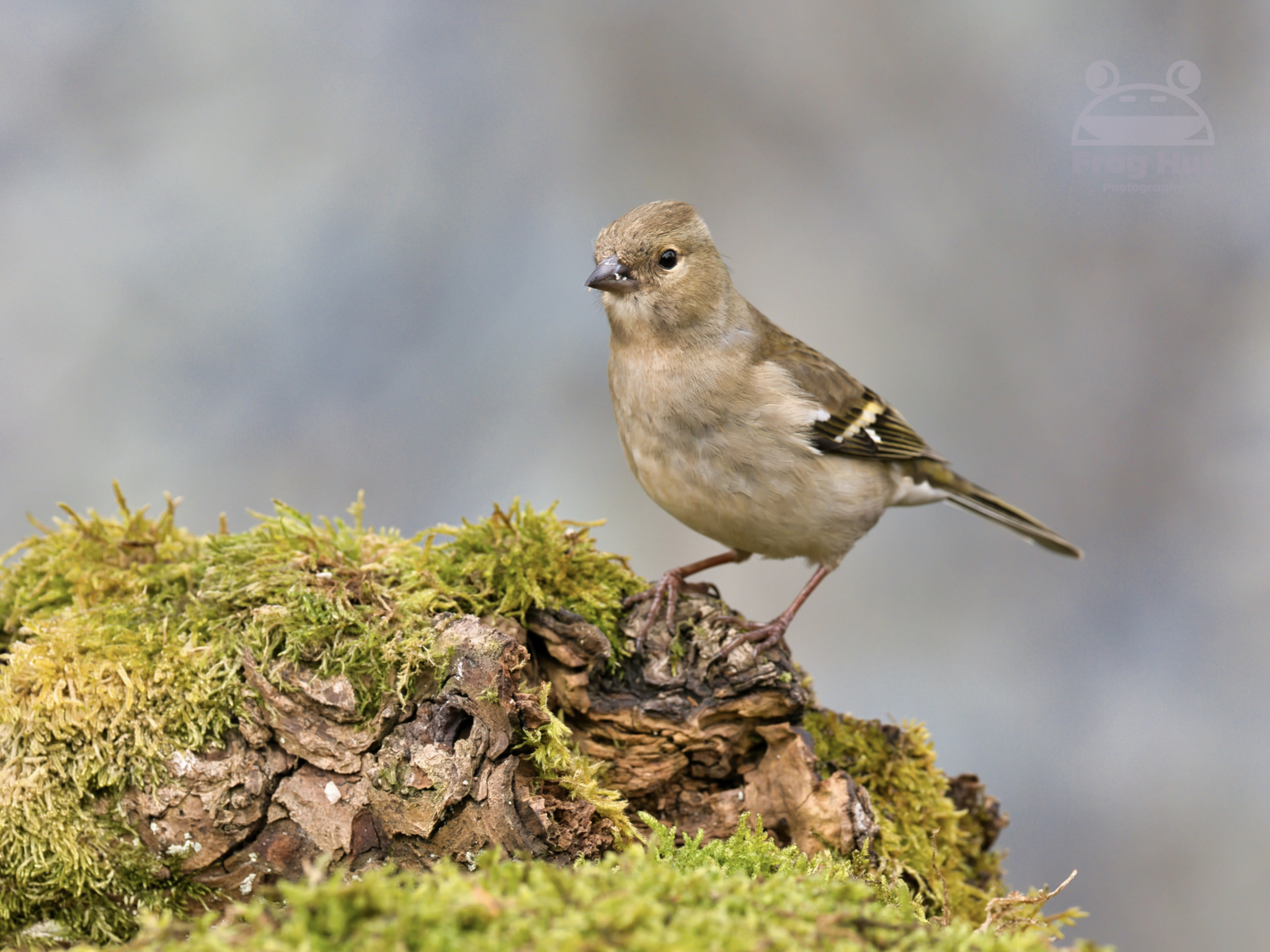 bird on mossy rock