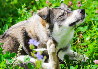 Why Is My Dog So Itchy in Spring?