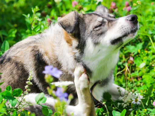 Why Is My Dog So Itchy in Spring?