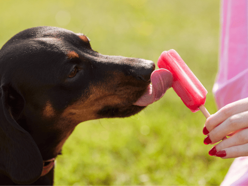 Beat the Heat: Summer Safety Tips for Dogs