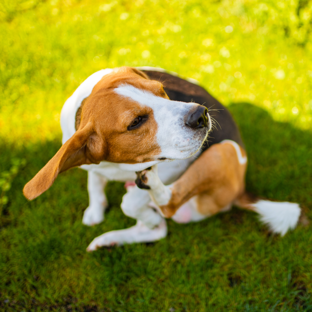 Dog Scratching an Itch