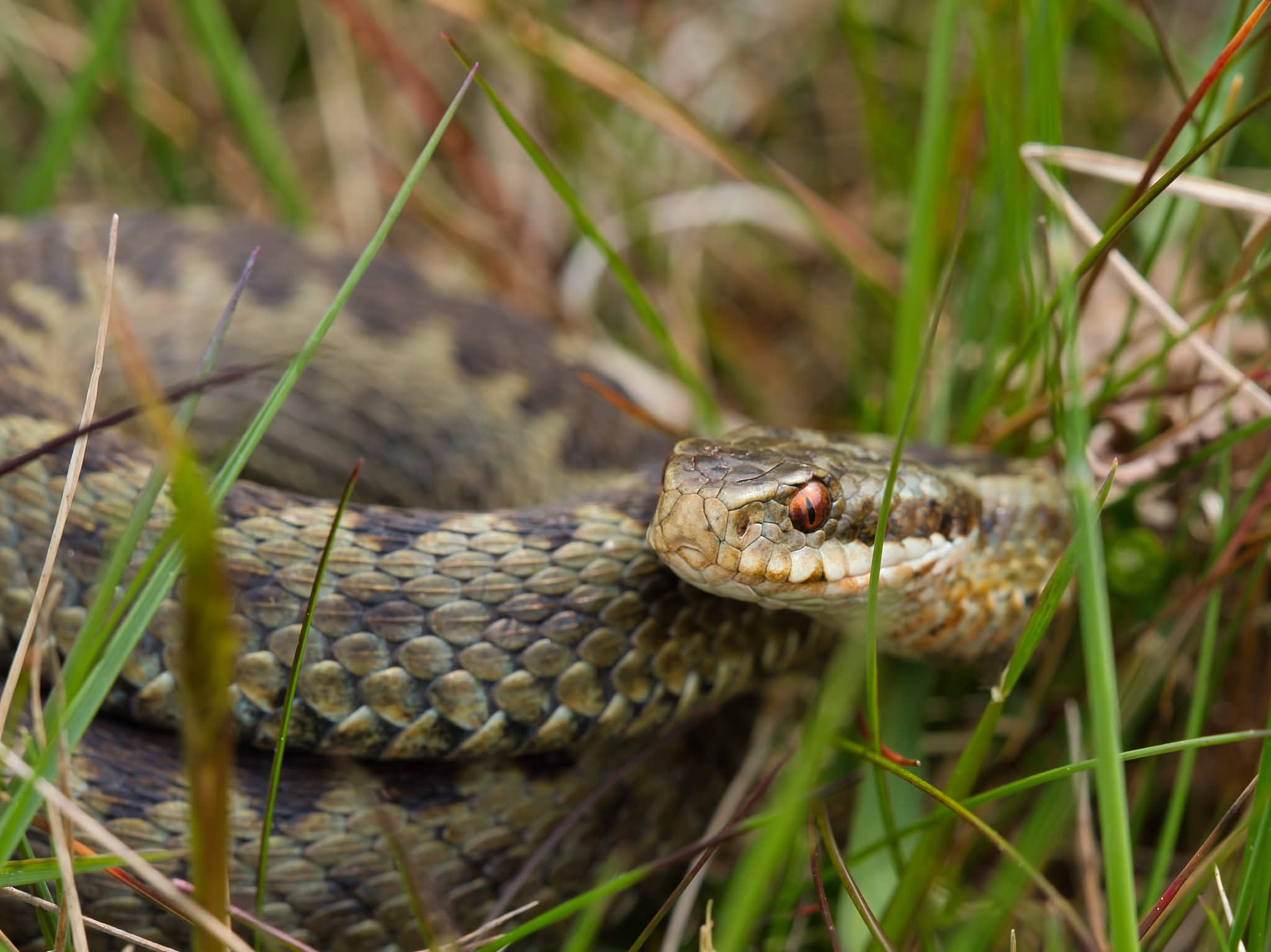 Are Adders dangerous to dogs? What every UK dog owner needs to know