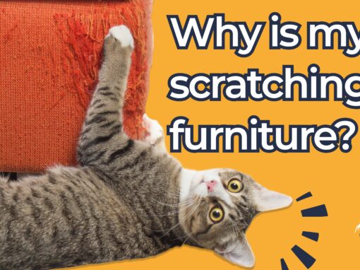 Why is my Cat scratching the furniture?