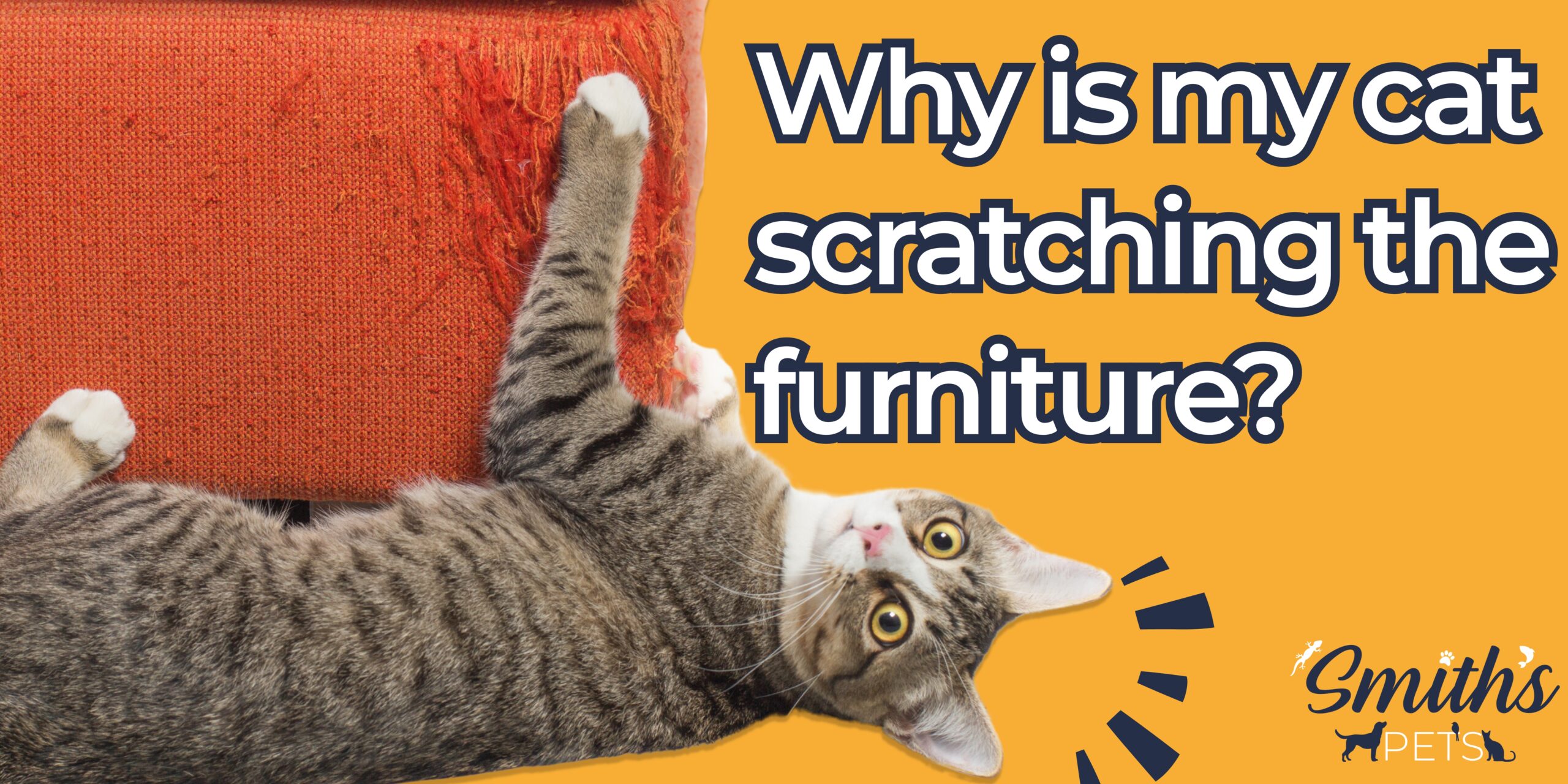 Feature image cat scratching couch with blog title
