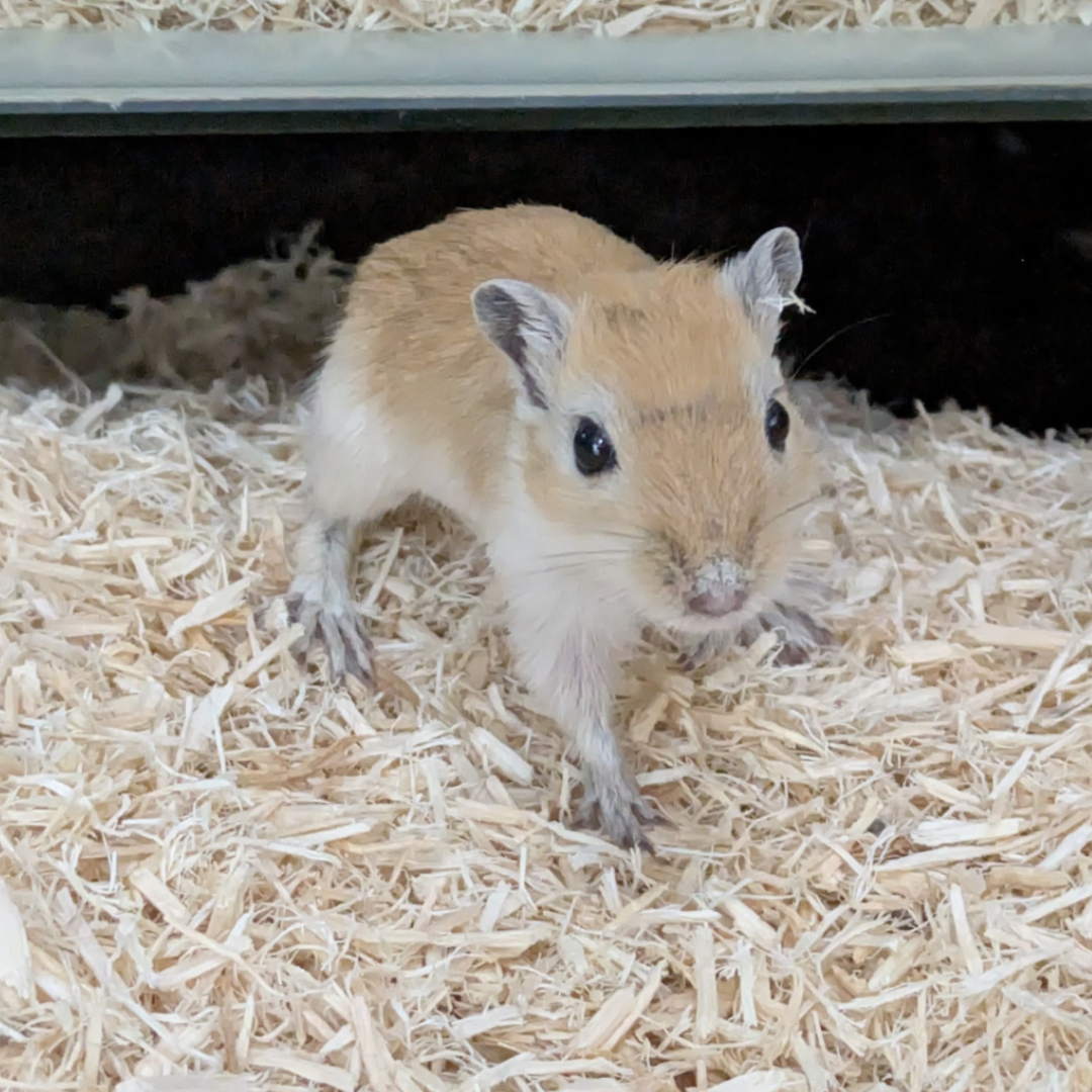 Gerbil Gerbil