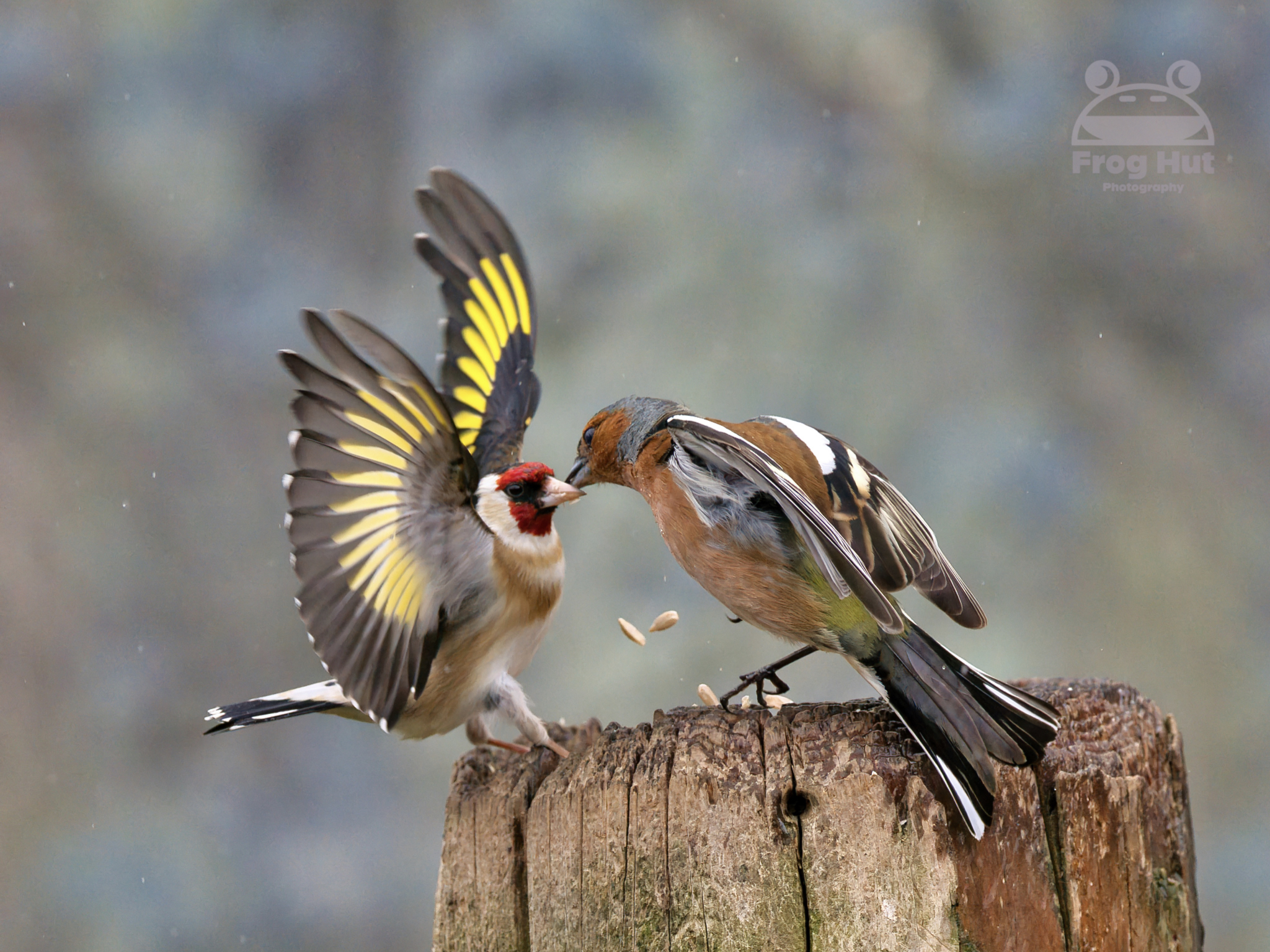 goldfinch nd chaffinch fighting over food