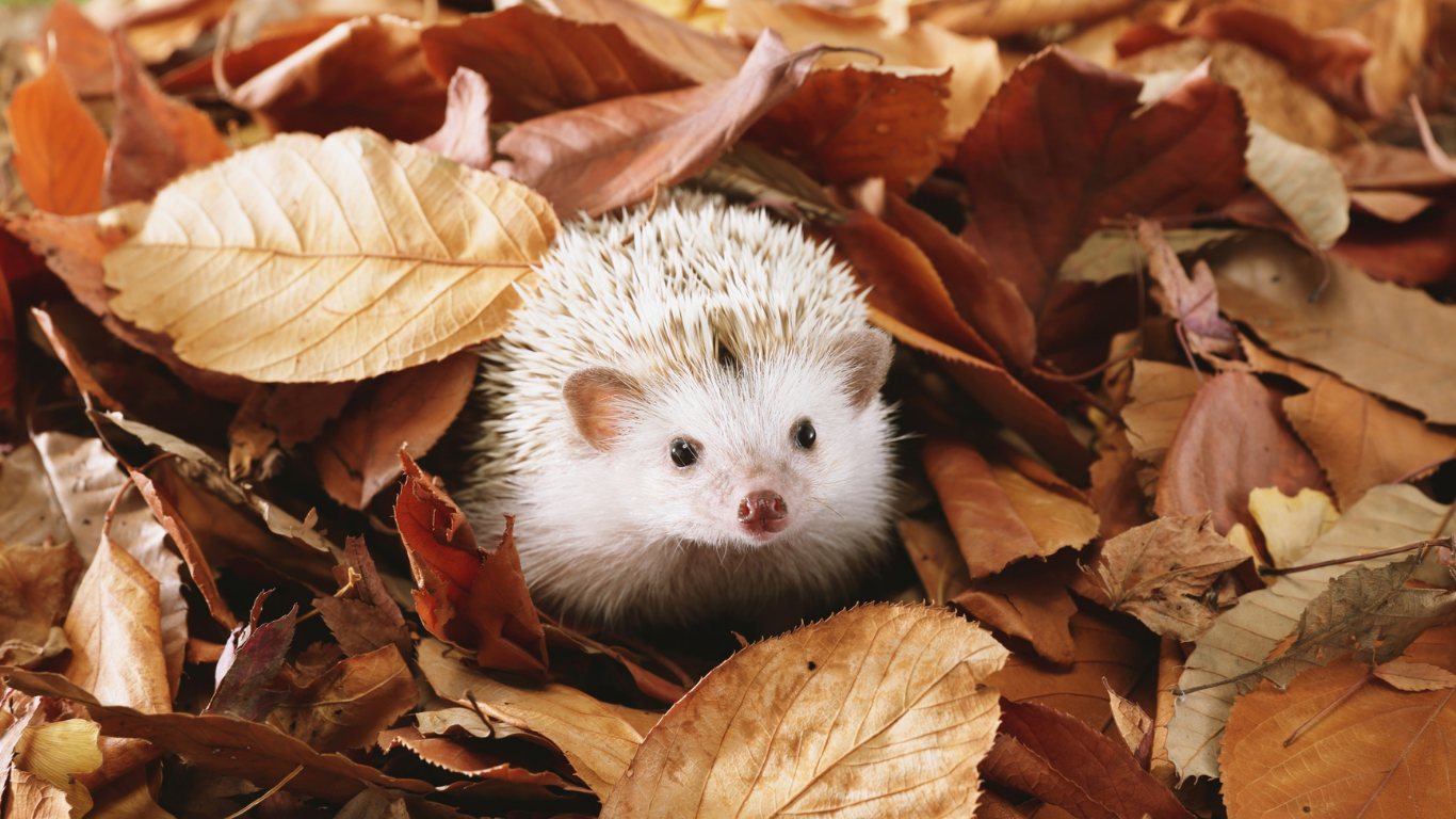 Supporting Wildlife in Autumn: Simple ways to Make a Difference