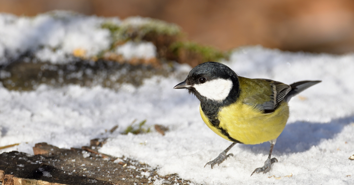 Is My Bird Too Cold Is My Bird Too Cold