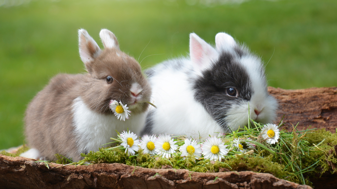 Rabbit Awareness Week 25