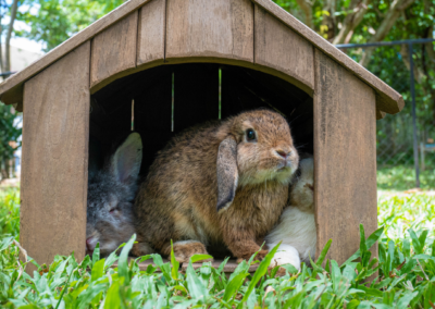 Can Rabbits and Guinea Pigs Live Outside in Spring?