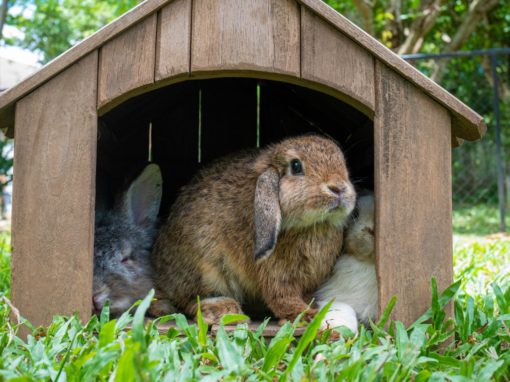 Can Rabbits and Guinea Pigs Live Outside in Spring? 