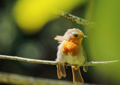 Why Is My Bird Moulting So Much?