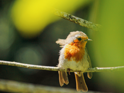 Why Is My Bird Moulting So Much?