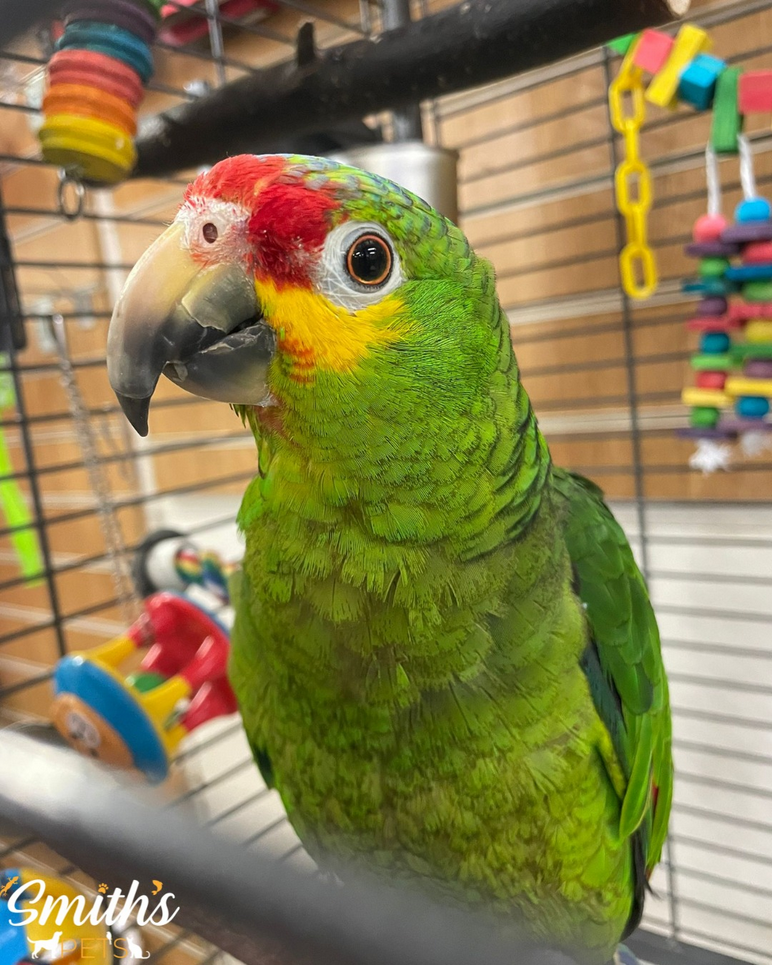 Cracker Boarding Parrot