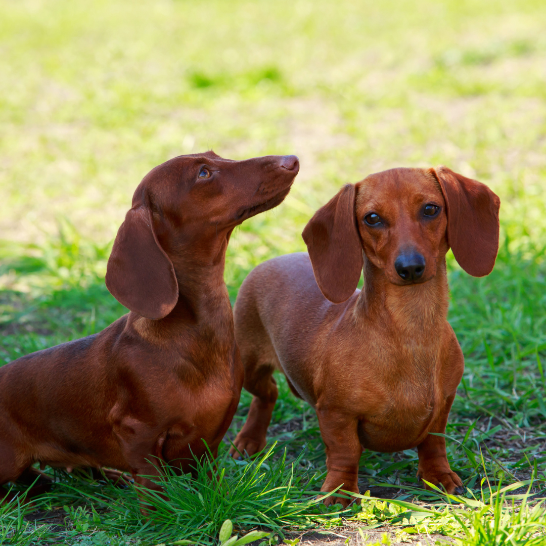 Small Breed Dog