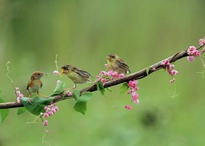 How to help Wildlife as Spring approaches