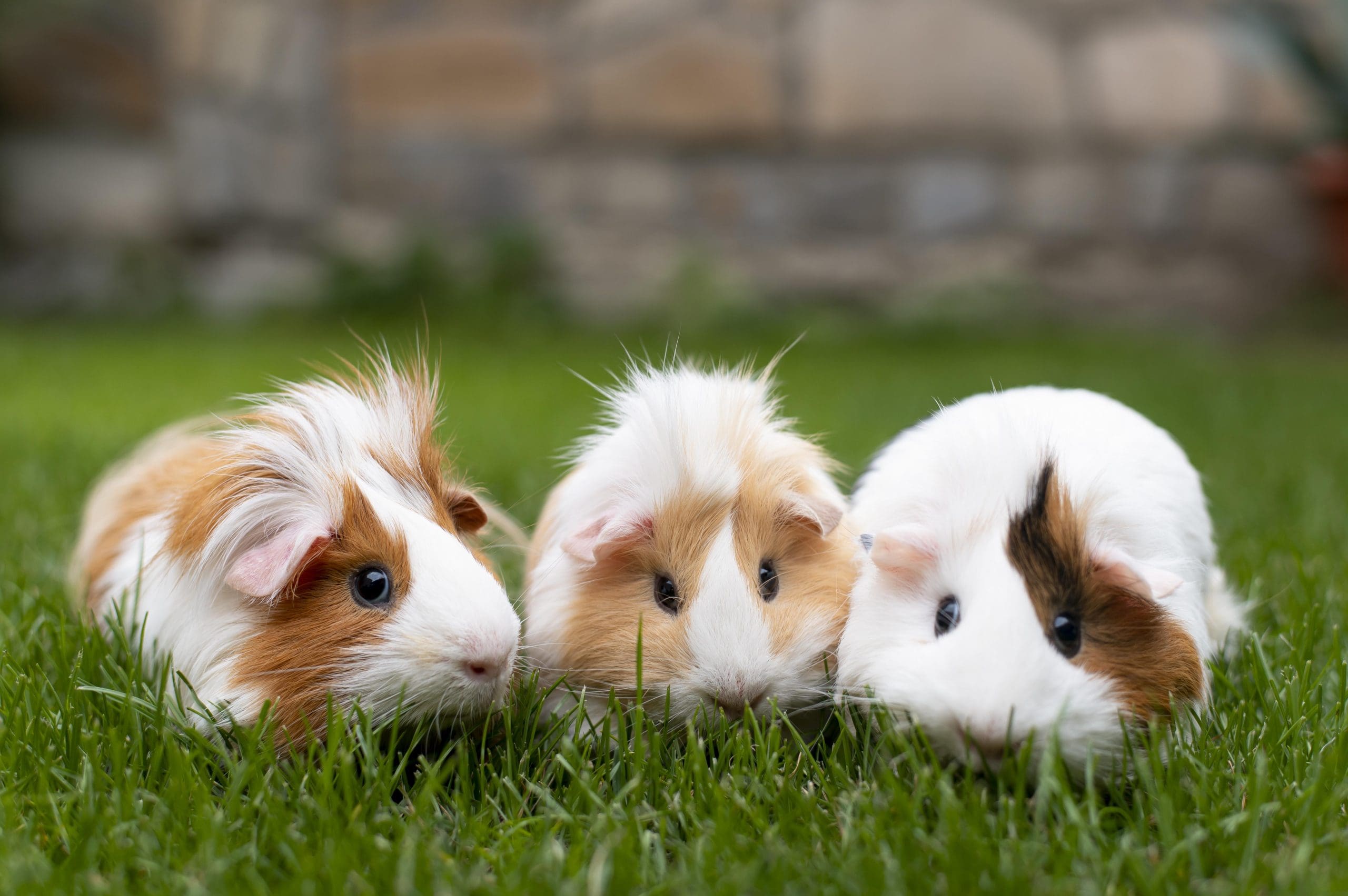 Guinea Pig Awareness Week 2025: Comfort, Care & Companionship