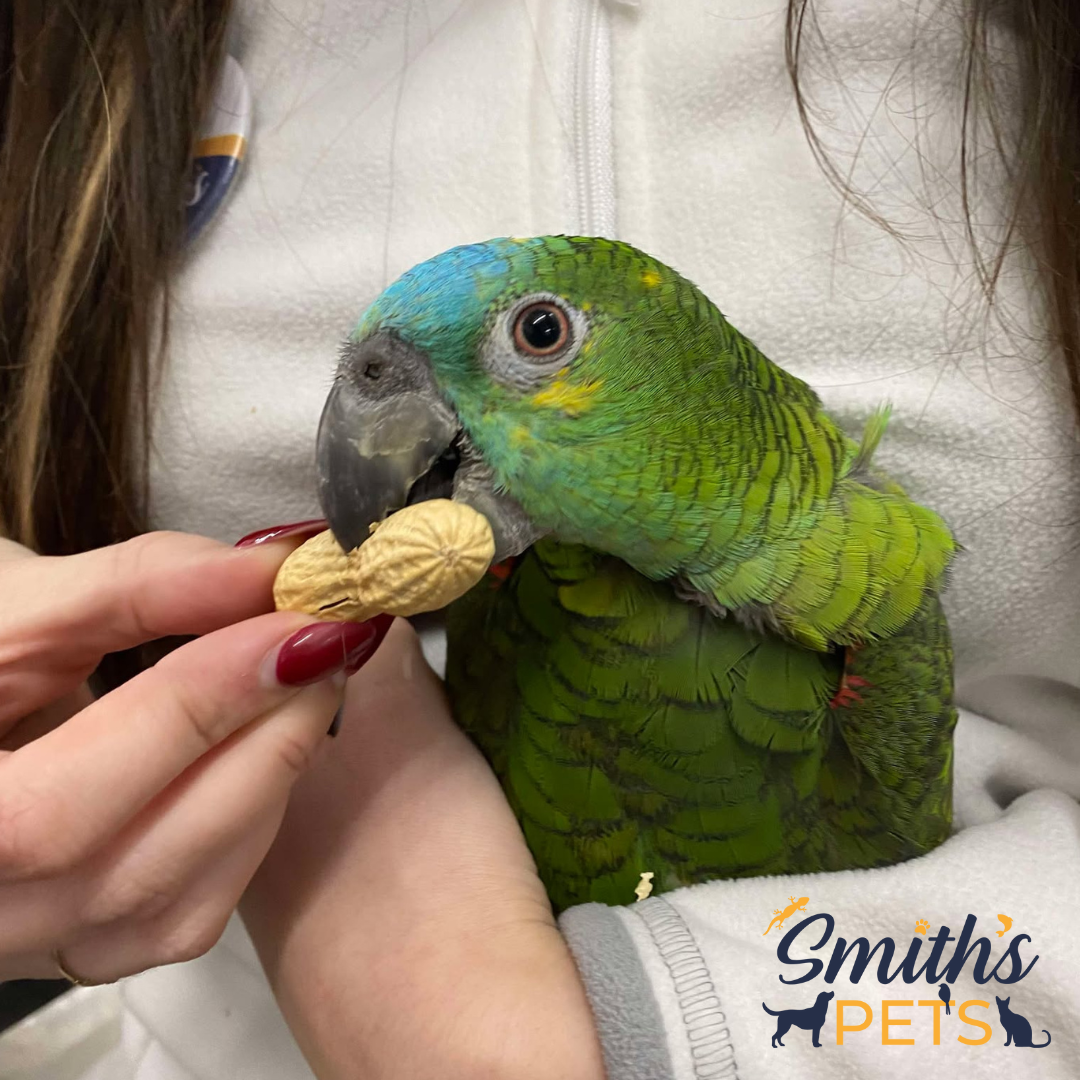 bird boarding cuddles