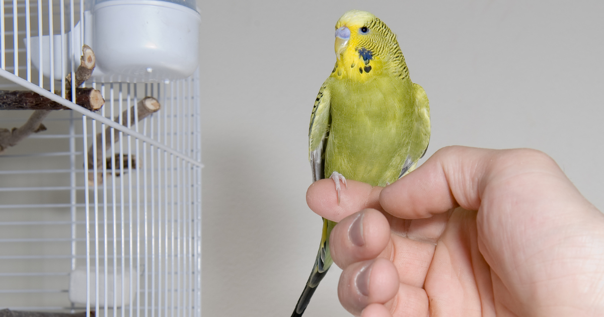 bird boarding