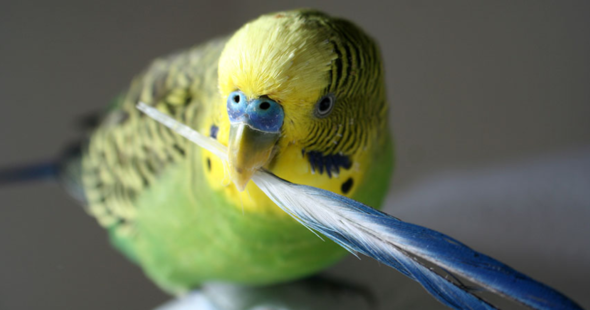 bird moulting bird moulting
