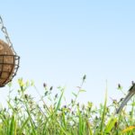 Chaffinch near bird feeder outdoors.