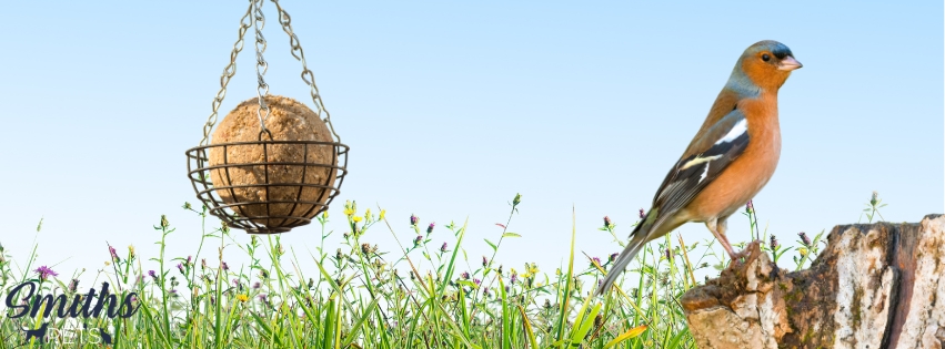 Chaffinch near bird feeder outdoors.