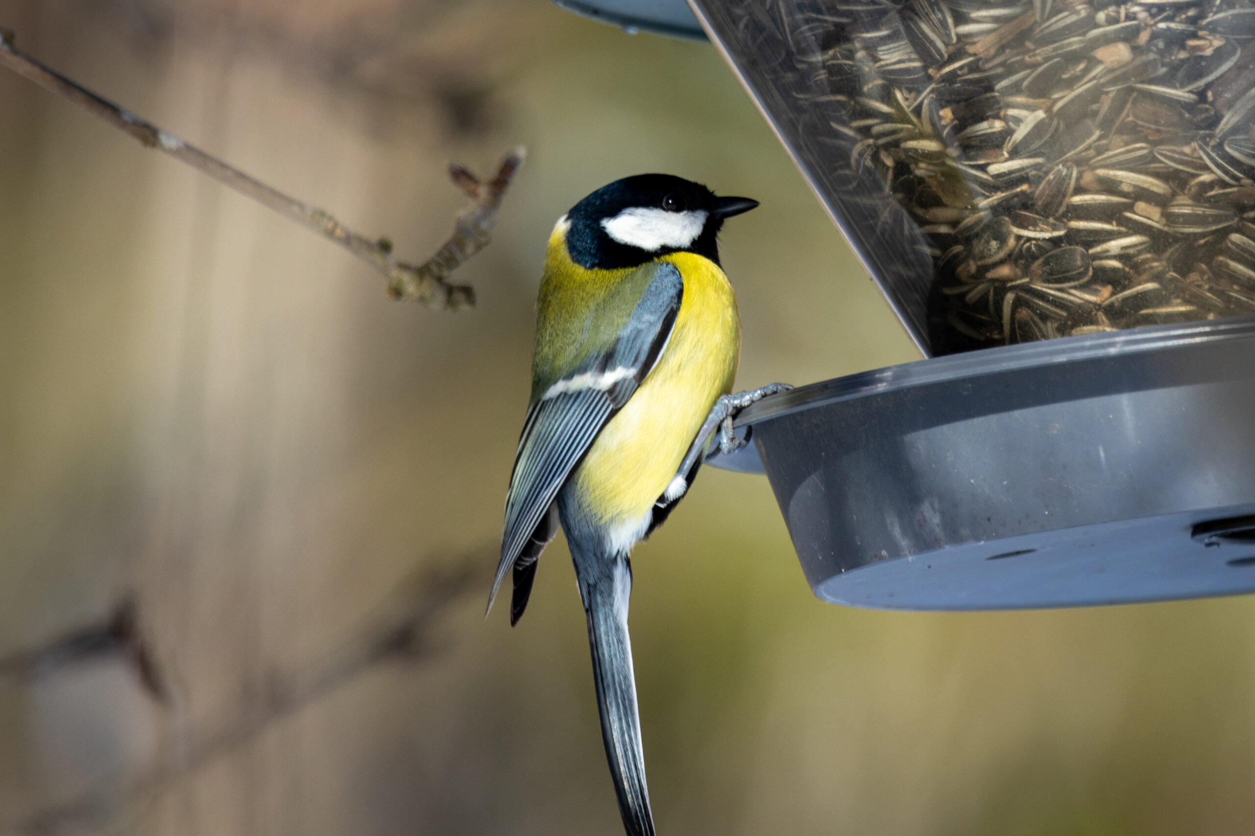 Dog Scratching an Itch