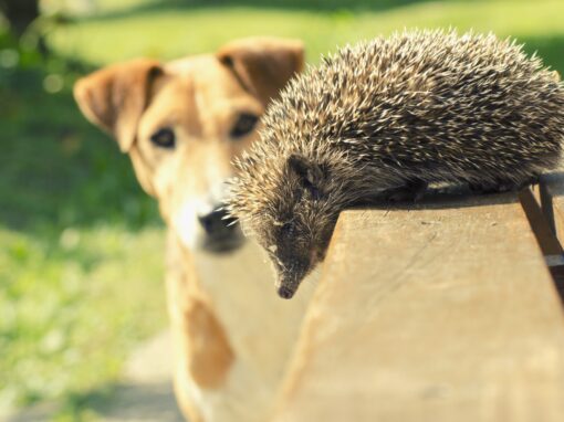 What should I do immediately if my dog finds a baby bird or hedgehog?