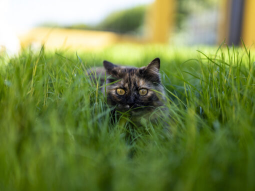 Can Cats Get Hay Fever?