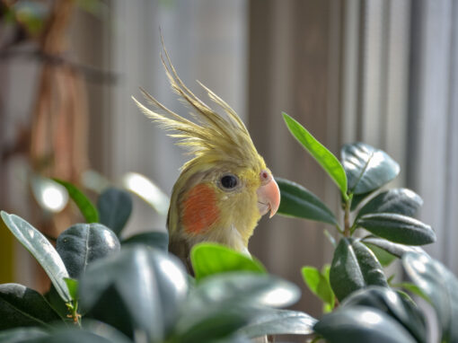 Do Pet Birds Need Extra Care During Spring?