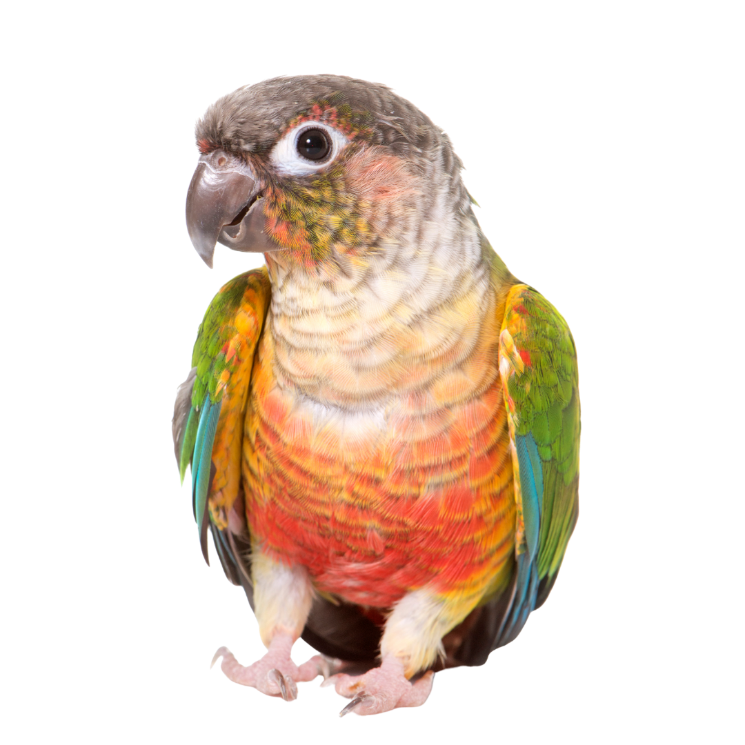 conure 2 Conure Bird