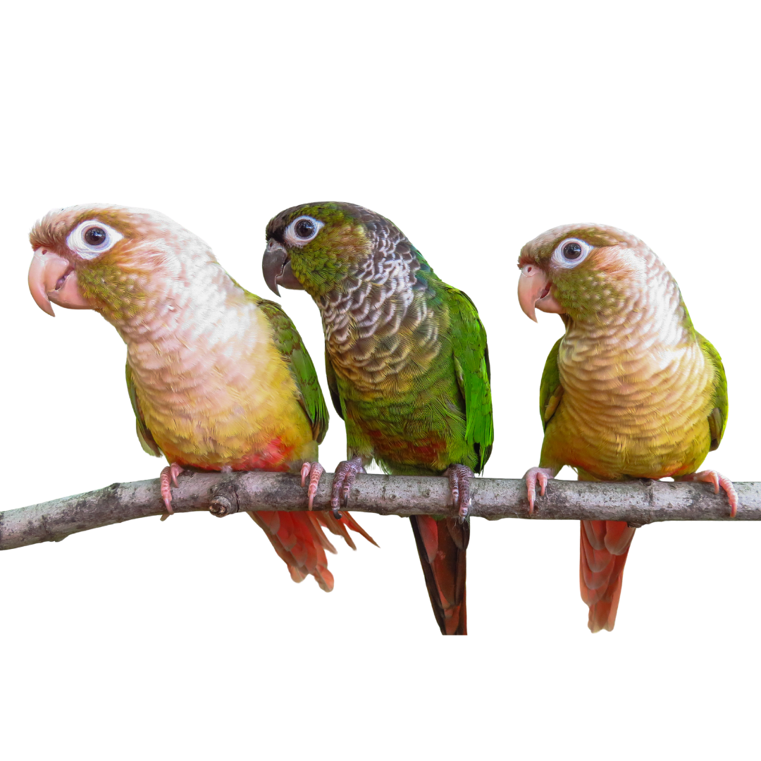 conure 3 Conures on perch