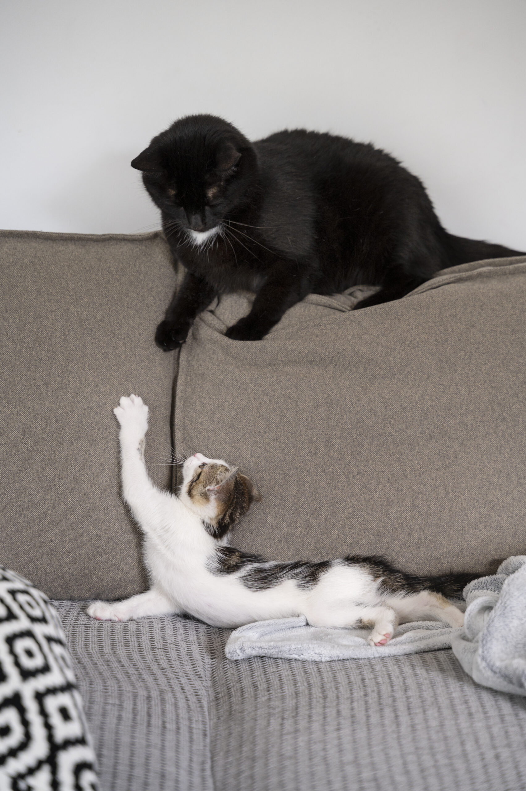 cute-cat-spending-time-indoors cat and kitten on sofa, scratching the fabric