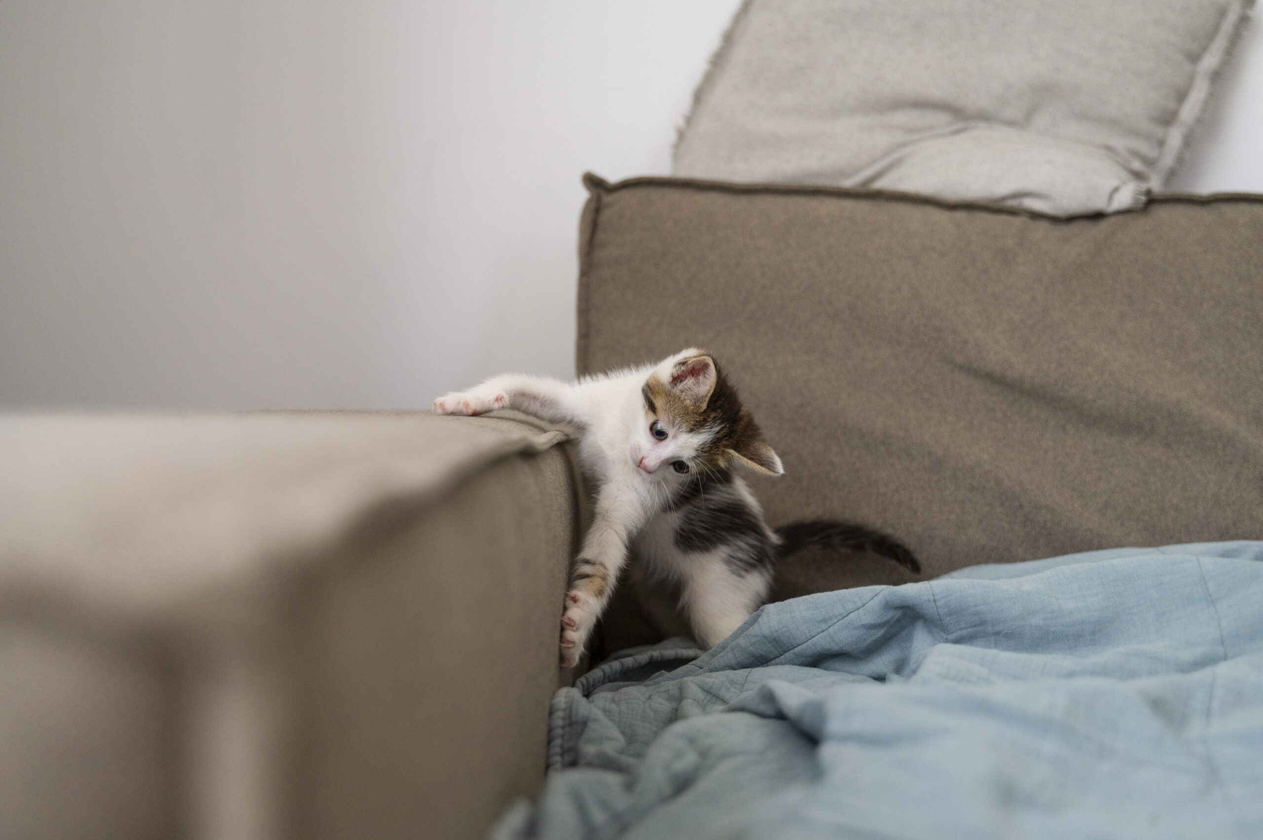 cute-cat-spending-time-indoors(1) kitten scratching sofa