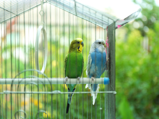 Can I Move My Bird’s Cage Near an Open Window in Spring?