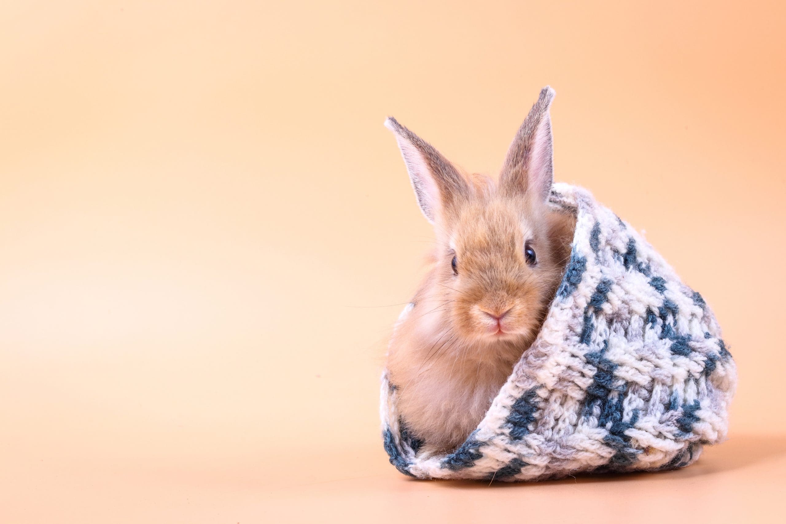 How to Keep Your Small Animals Warm and Safe This Winter